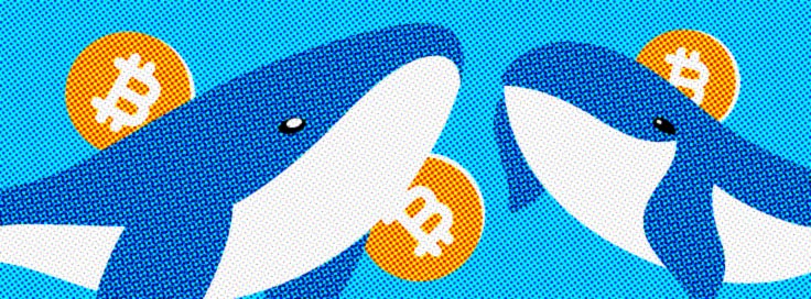 Bitcoin Whales and Other Inhabitants of the Cryptocurrency Sphere0