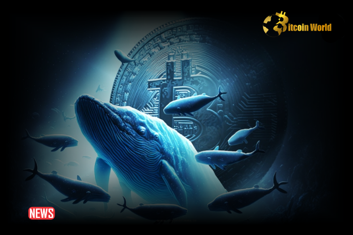 Crypto Whales Boost Purchasing Efforts Following Withdrawal of 533.5 BTC from Binance by Newly Established Wallet – Are Bullish Trends Resuming?0