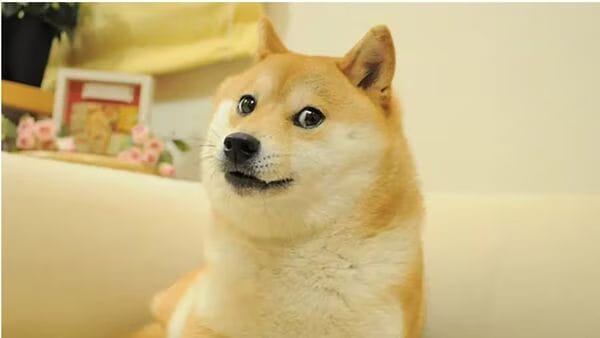 Doge Meme Symbol and Dogecoin Mascot Kabosu Dies at Age 180