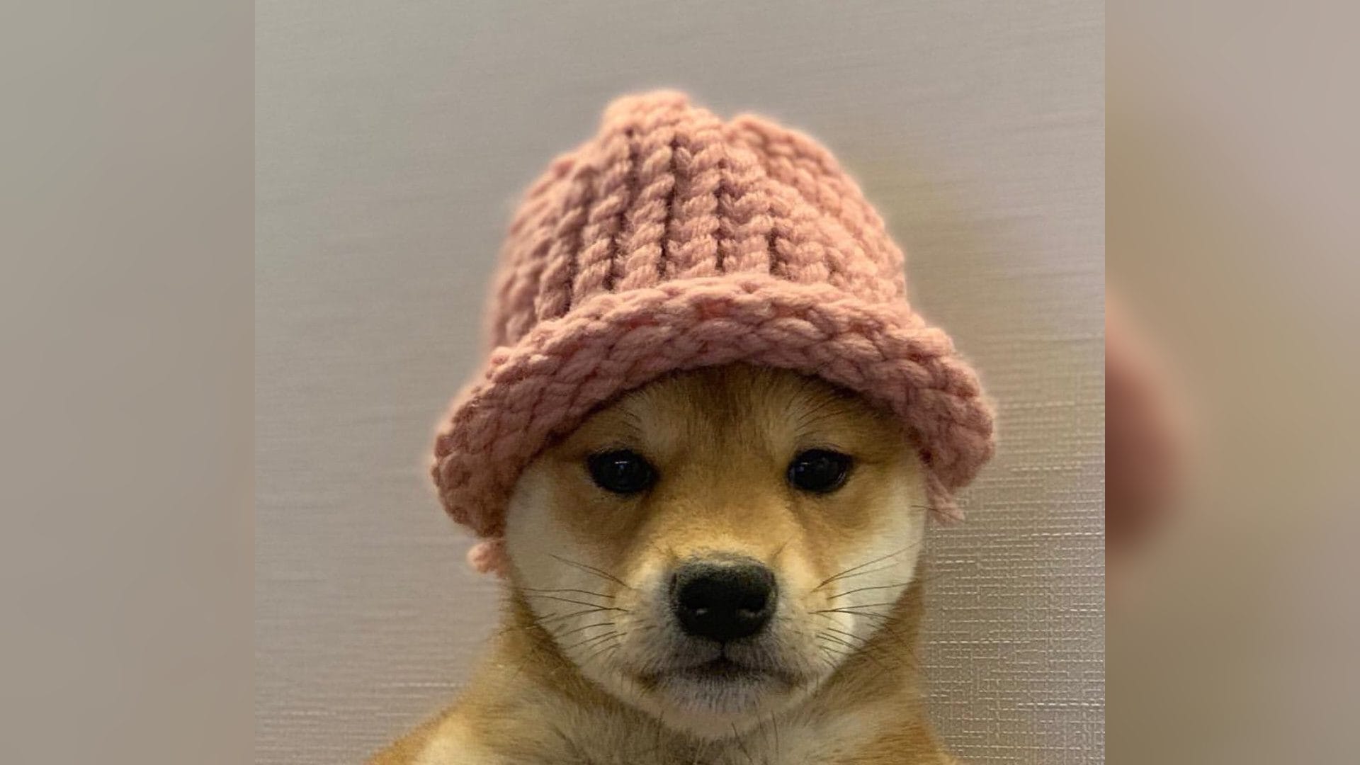 DogWifHat Investors Transition to Viral ICO Aiming for 1000% Returns0